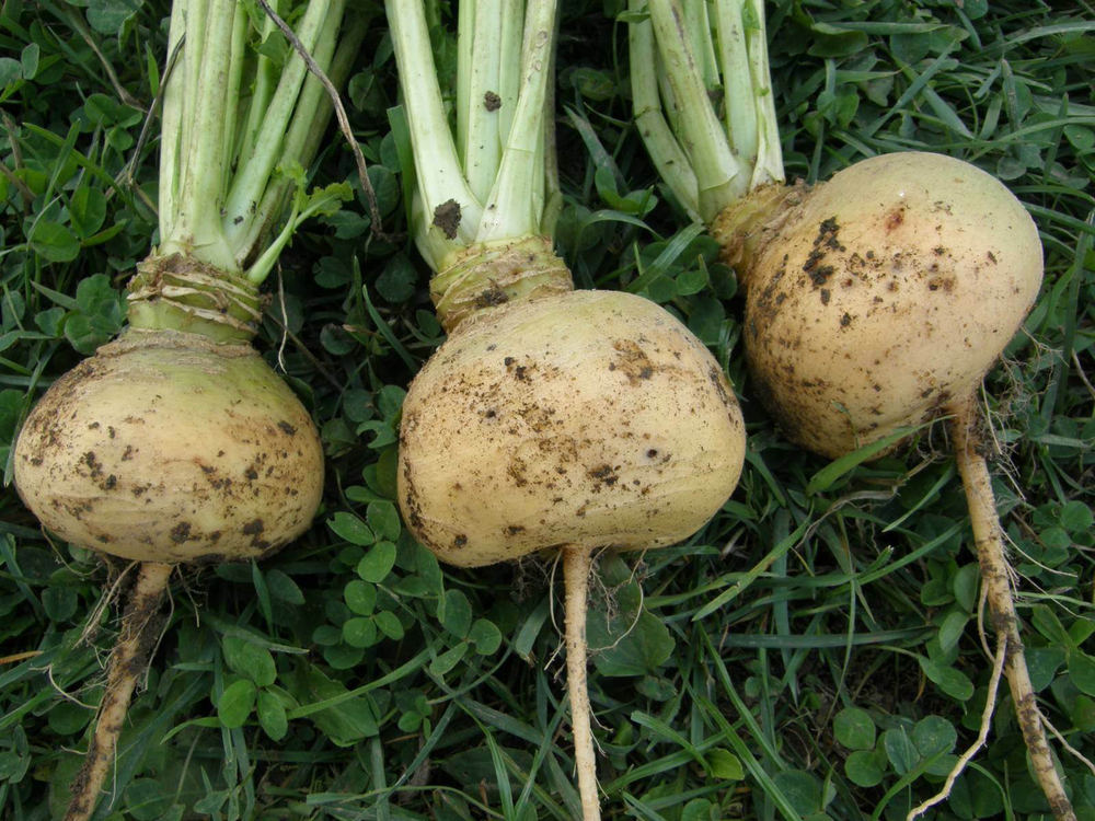 Репа жёлтая чищеная