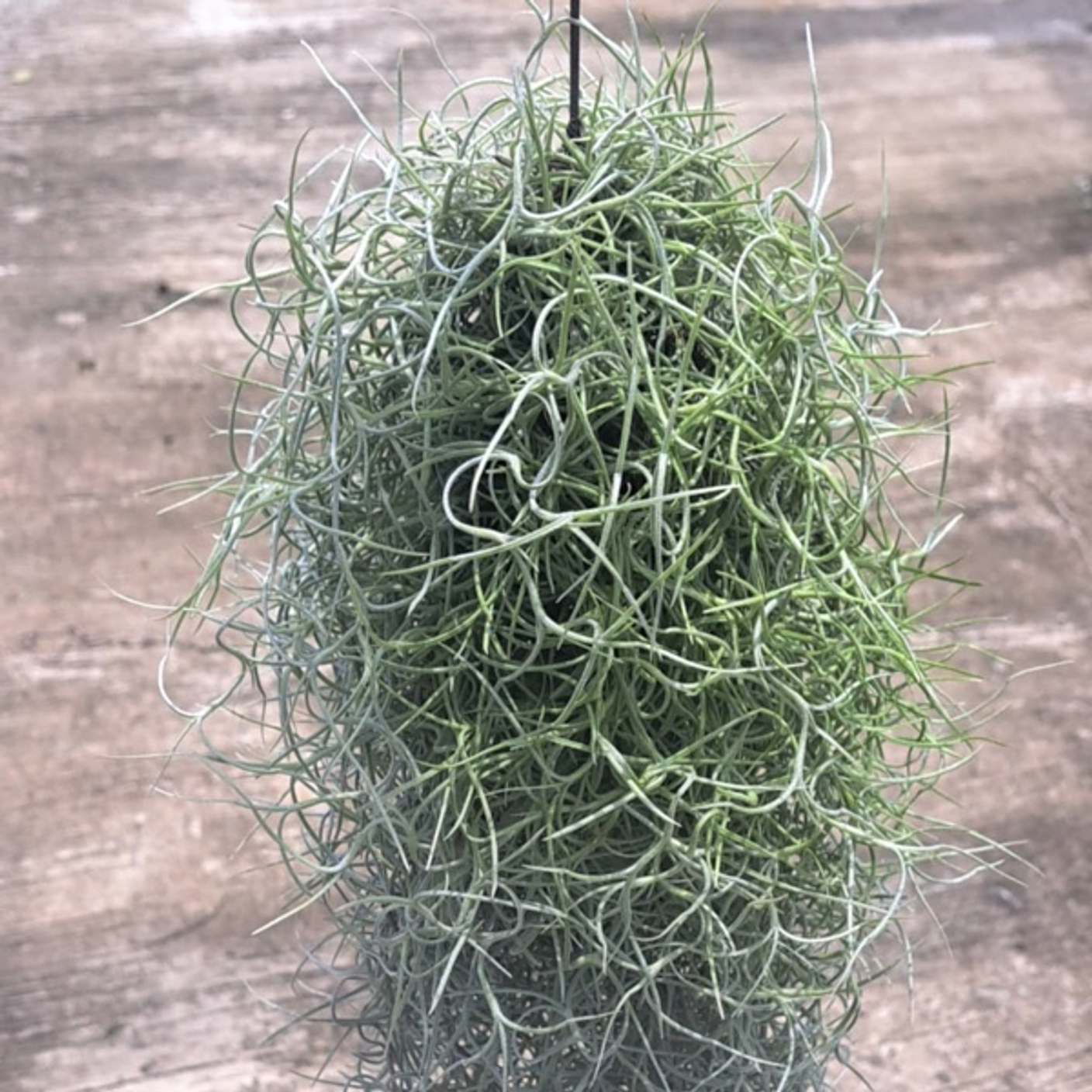 Испански мох, или тилландсия usneoides