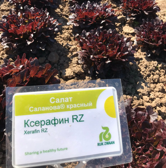 КСЕРАФИН семена салата (Rijk Zwaan | Alexagro) – фото 5