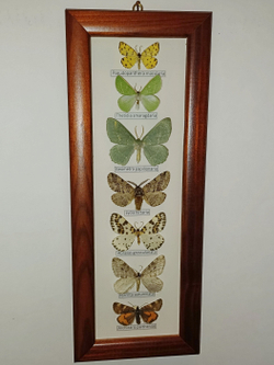 Бабочки Геометриды в рамке