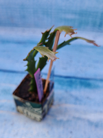 Schlumbergera cv. Thor Wild Cactus Orange (Шлюмбергера)