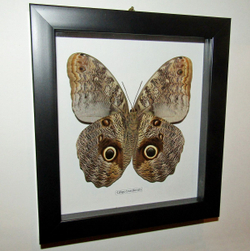 Бабочка Филин Caligo brasiliensis в рамке