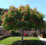 Каштан конский Бриоти С25 200-250