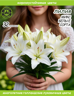 Лилия Луковица, Микс белые, 32шт
