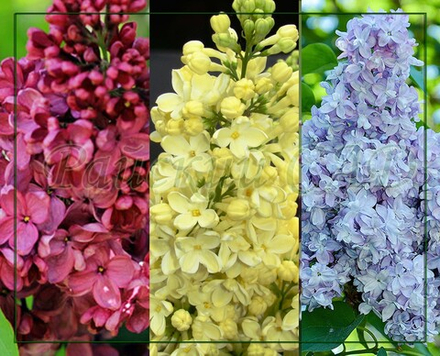 Сирень четырехсортовая (разные комбинации)