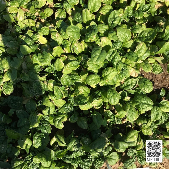 Зебу F1 семена шпината (Rijk Zwaan / Райк Цваан) в поле – фото 2