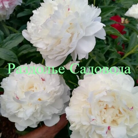 Пион травянистый Вог