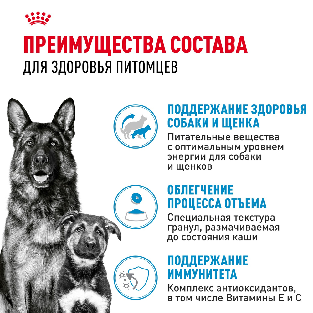 Royal Canin Maxi Starter Макси Стартер мазэ энд бэбидог Корм для щенков крупных пород до 2-х месяцев беременных и кормящих собак 4кг