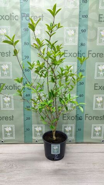 Eugenia Аggregata