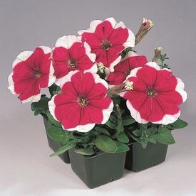 Посадка семян петунии