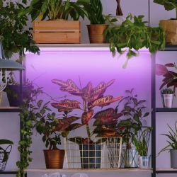 Фитолампа для растений светодиодная ЭРА FITO-18W-RB-Т8-G13-NL и мясных прилавков 18 Вт Т8 G13 красно-синего спектра | Фитолампы T8