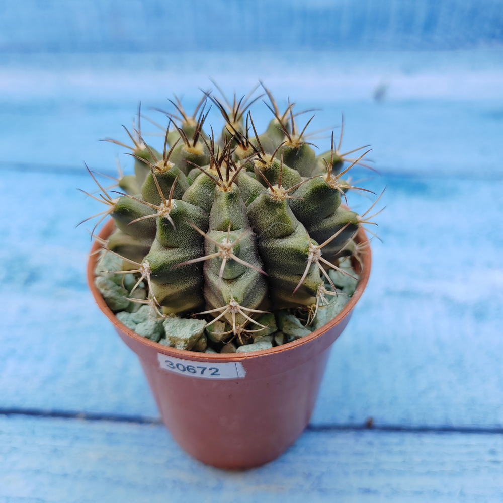 Gymnocalycium Friedrichii (Гимнокалициум)
