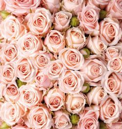 Розы 194x204 см, люкс