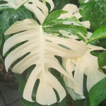 Монстера BORSIGIANA ALBO (В11)