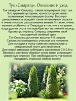 Туя Смарагд саженец