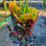 Кротон RASIMET – AIRES