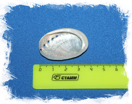 Галиотис Глабра Полированный, 3-5см, 1шт