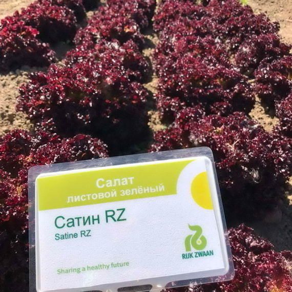 САТИН семена салата Rijk Zwaan культура – фото 2