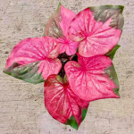 Каладиум SRI KANCHANA