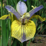 Ирис сибирский Типпед ин Блю С2