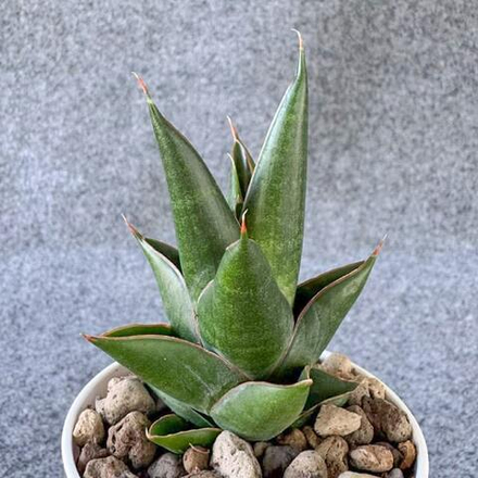 Сансевиерия NILAKAN