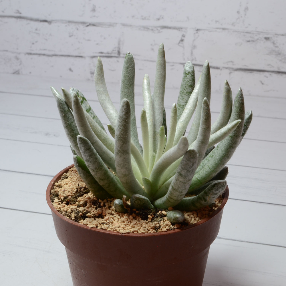Senecio Scaposus (Крестовник)
