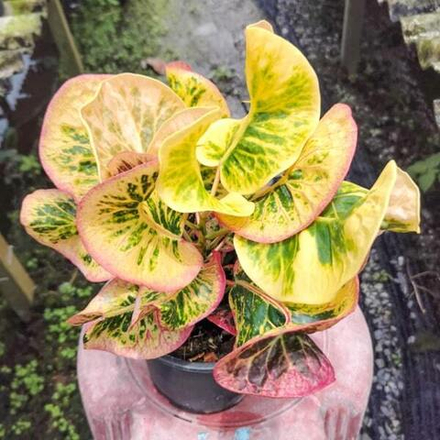 Кротон PHET CHOMPHU – PINK DIAMOND