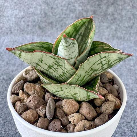 Сансевиерия ANGELINA