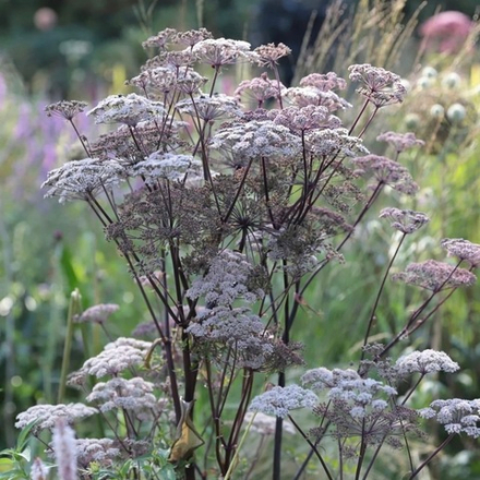 Дудник лесной "Vicar's Mead". Angelica sylvestris purpurea "Vicar's Mead".