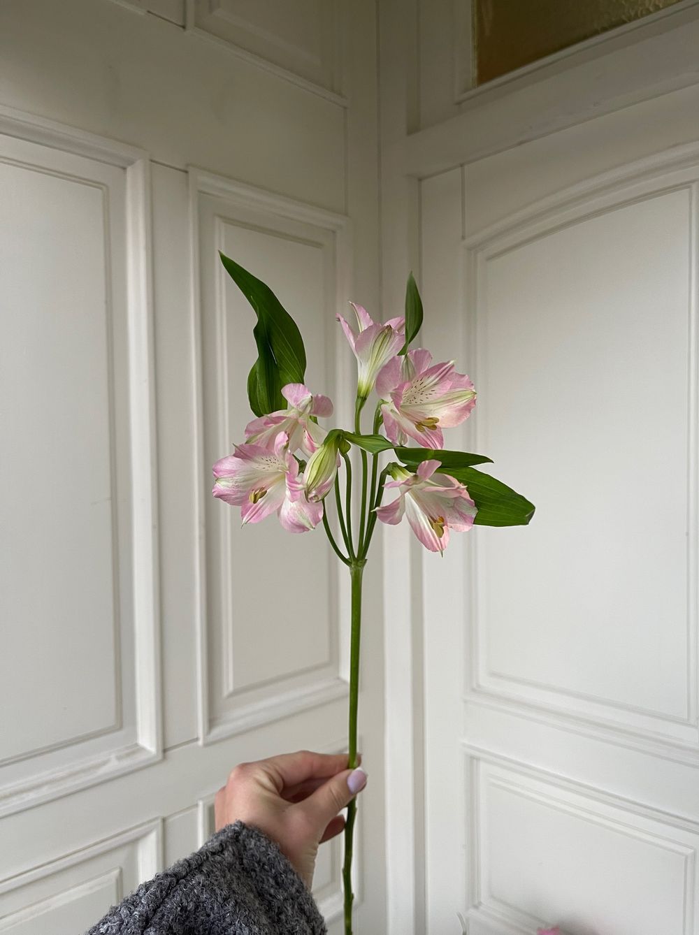 Альстромерия в розовом оттенке