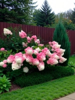 Ванилла Фрейз гортензия метельчатая