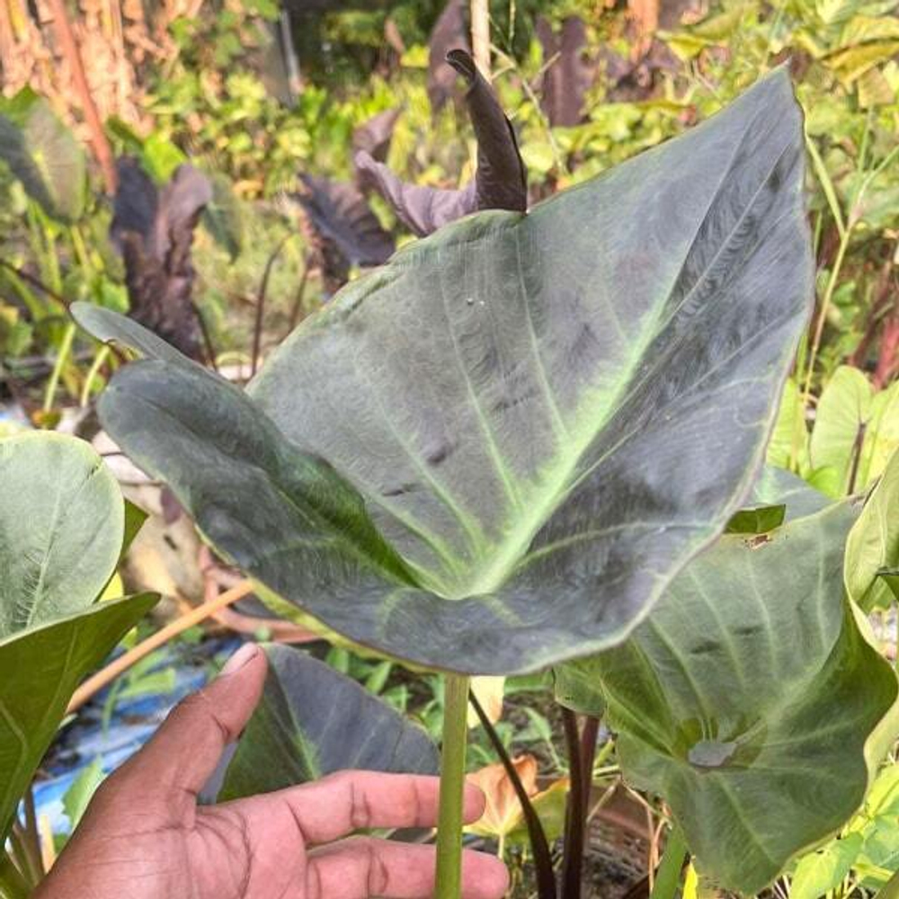 Колоказия RONGKLA