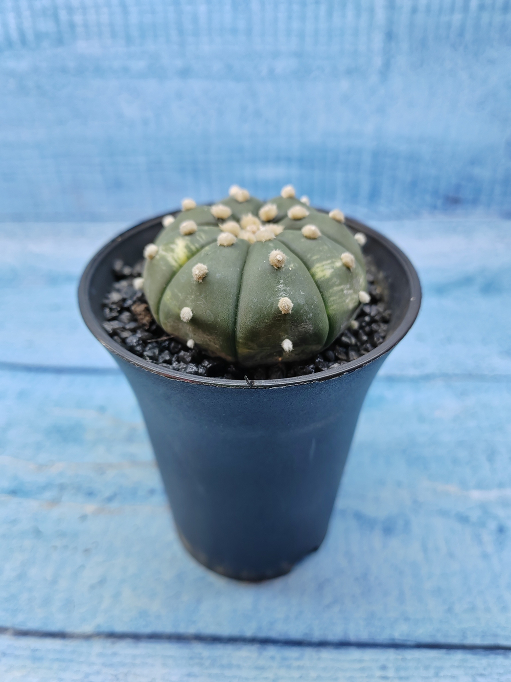 Astrophytum Asterias (Астрофитум)