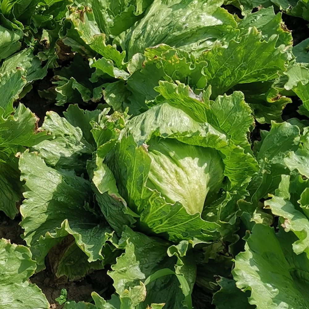 Айс Циркль семена салата айсберг (Syngenta / Сингента)