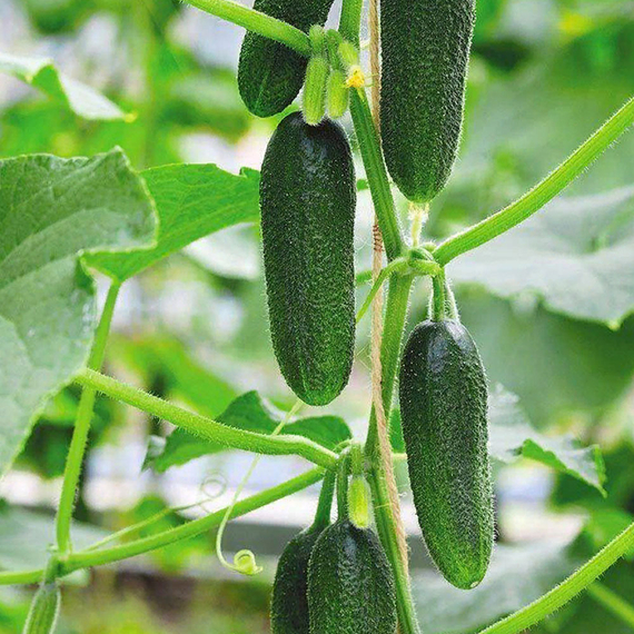 БЬЕРН F1 семена огурца партенокарпического (Enza Zaden) оптом – фото 4
