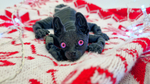 Подвижный кот Сфинкс, игрушка антистресс, черный