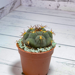 Gymnocalycium Pflanzii (Гимнокалициум)