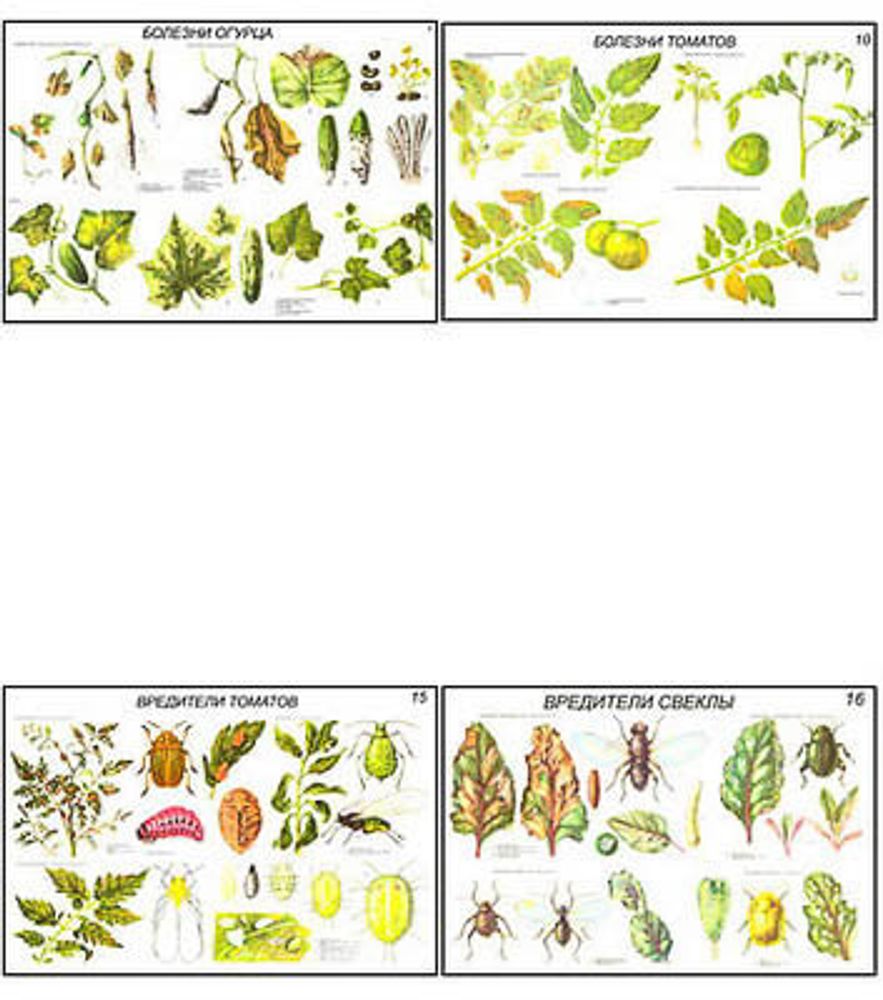 Плакаты ПРОФТЕХ &quot;Вредители и болезни овощных культур&quot; (17 пл, винил, 70х100)