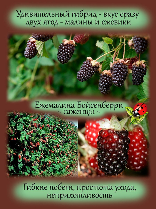 Ежемалина Бойсенберри малиново ежевичный гибрид