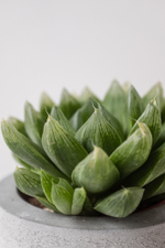 Хавортия Купера (крыжовник)