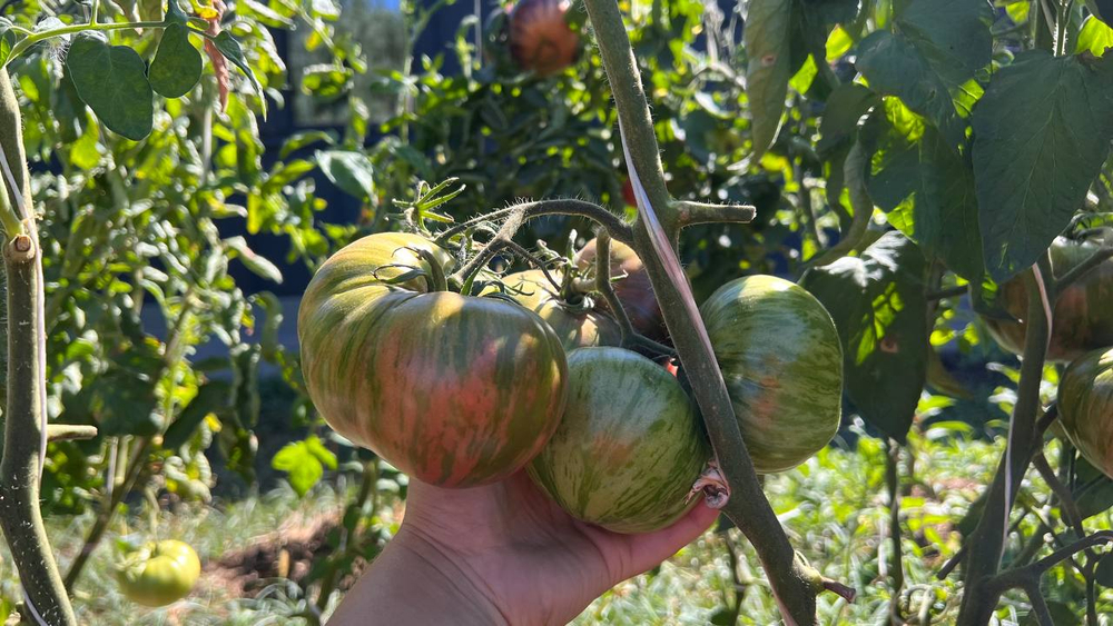 Мои лучшие семена томатов: сливки и бифы