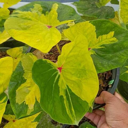 Каладиум SUNSHINE DREAM