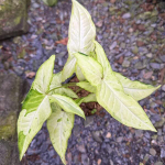 Сингониум ANGUSTATUM DAZZLING RAIN