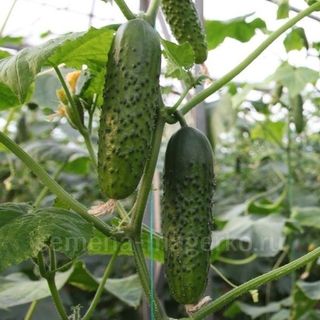 Огурец Спино F1 10  (семян)