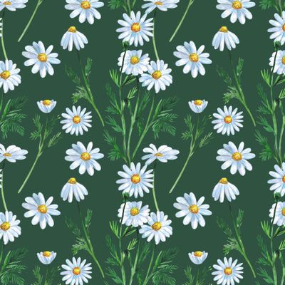 Ромашки на тёмно-зелёном