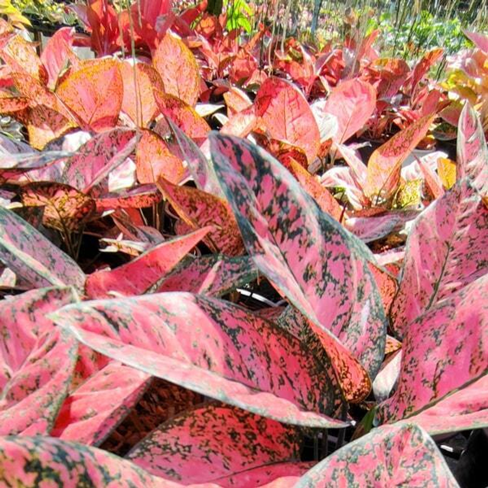 Аглаонема EMPEROR TREASURE