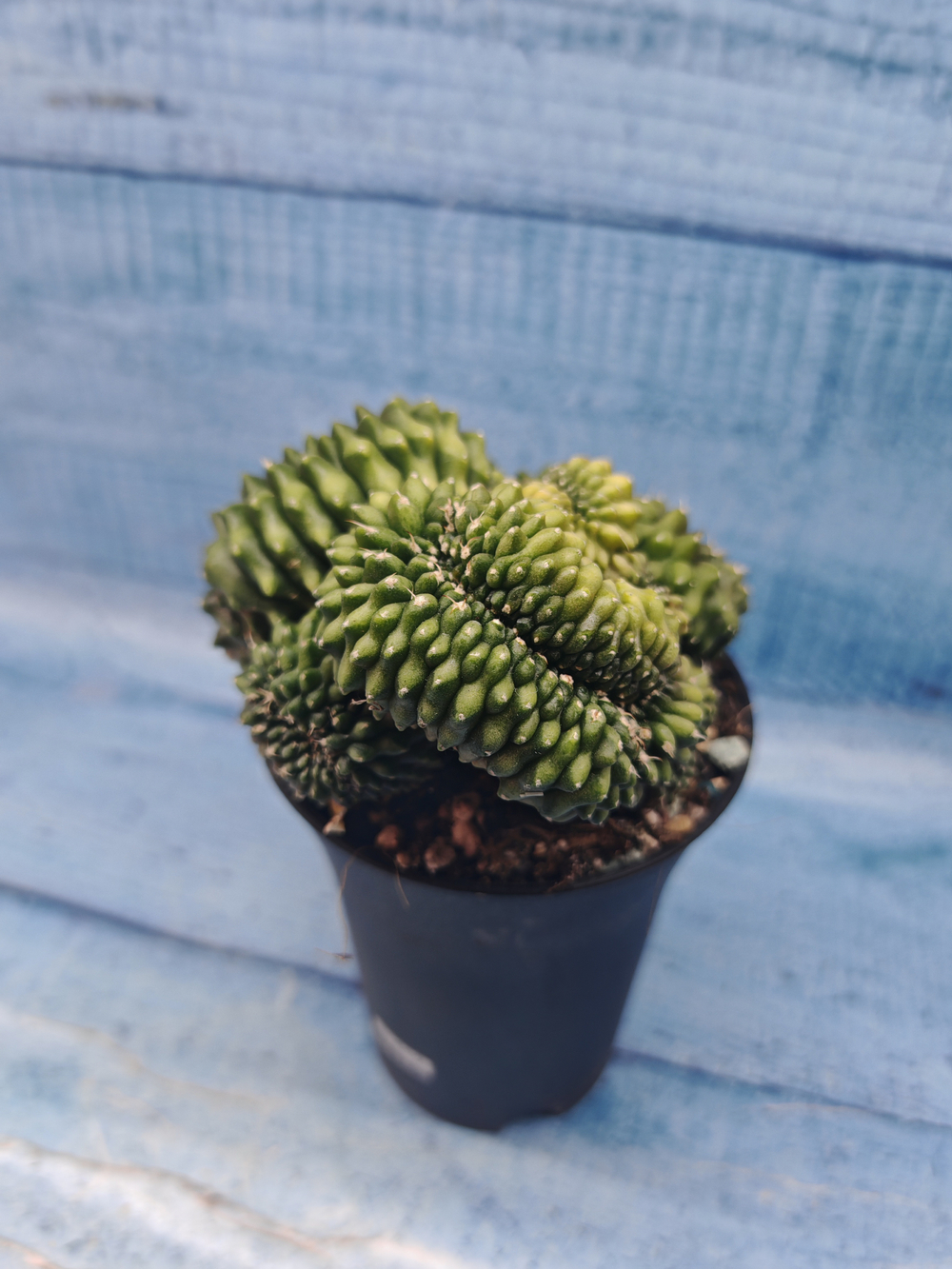 Gymnocalycium Spineless Crested form (Гимнокалициум Кристатный)