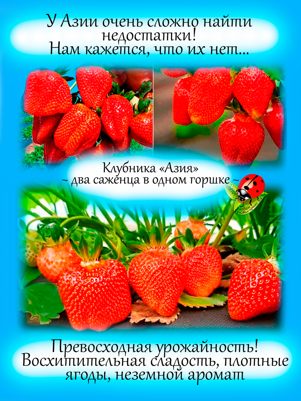 Клубника Азия 2 саженца в одном горшке