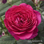 Роза чайно-гибридная Иоганн Вольфганг фон Гете Садовита