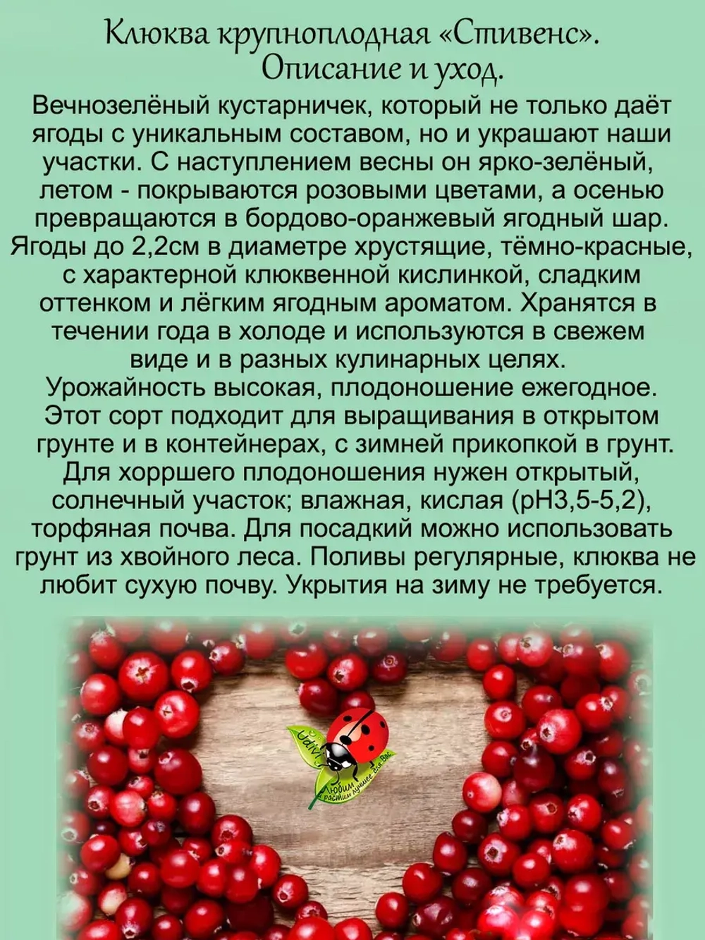 Клюква Стивенс крупноплодная